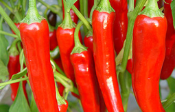 Hot Peppers