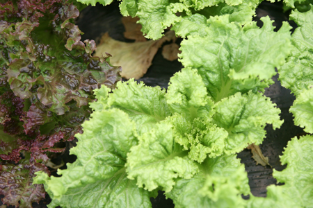 Lettuce