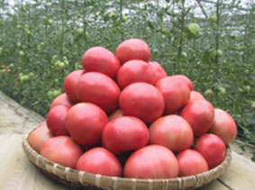 광주시 토마토 사진1