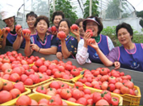 광주시 토마토 사진3